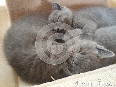 Baby cats are sleeping Stock Photo