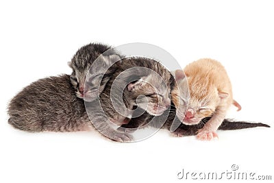 Baby cats Stock Photo