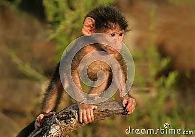 Baby Chacma Baboon Stock Photo