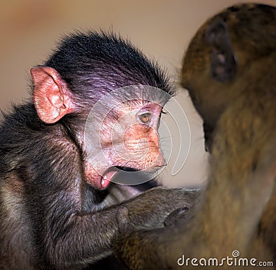 Baby Chacma baboon close-up Stock Photo