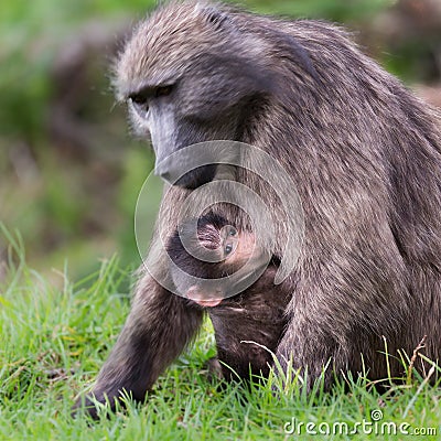 Baby Chacma Baboon with mother Stock Photo