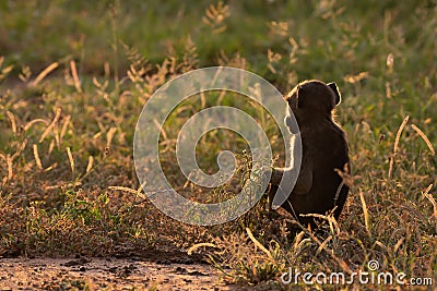 BACKLIT CHACMA BABOON 06 Stock Photo