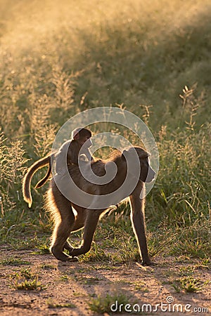 BACKLIT CHACMA BABOON 04 Stock Photo