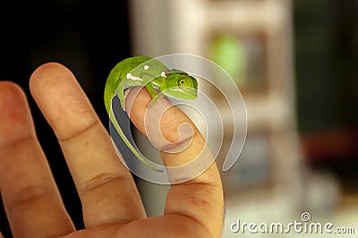 Chameleon on my little finger Stock Photo