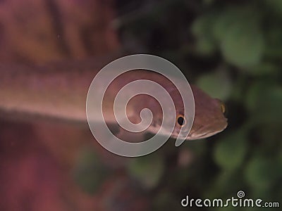 Baby Channa striata striped snakehead fish head in close up at a fish tank. Stock Photo