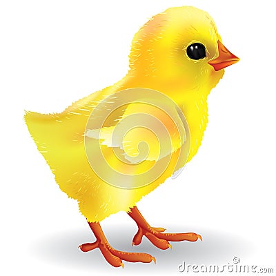 Baby chick Vector Illustration