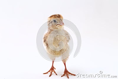 Baby chick common quail isolated on white Stock Photo