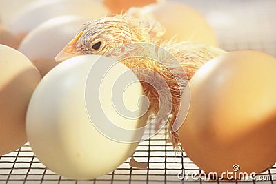 Baby Chick just Hatched Stock Photo