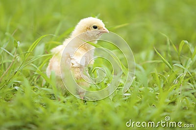 Baby chicken Stock Photo