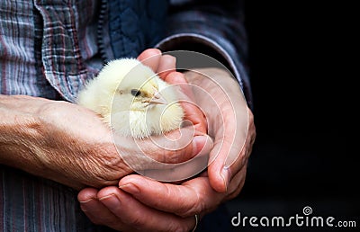 Baby chicken in hand Stock Photo