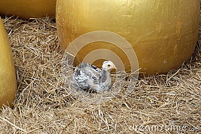 Baby chicken lying on the hay Stock Photo