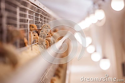 Baby chicken in poultry farm Stock Photo