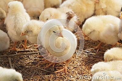 Baby chicken in poultry farm Stock Photo