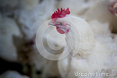 Poultry farming for the purpose of farming meat or eggs for food 2 Stock Photo