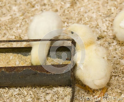 Baby chickens at feeding trough Stock Photo