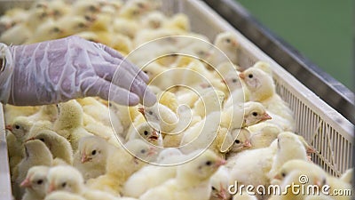 Baby Chickens just born on tray Stock Photo