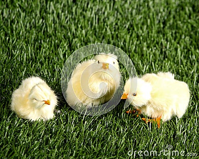 Baby chicks in the grass Stock Photo