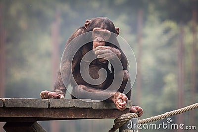 Baby Chimpanzee in a thoughtful expression. Stock Photo