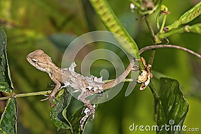 Common garden lizard in moulting phase Stock Photo