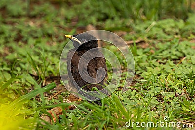 Baby common myna bird Stock Photo