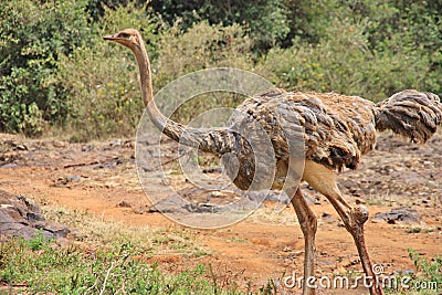 Baby Common ostrich Stock Photo