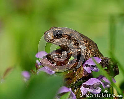 Baby common toad Bufo bufo Stock Photo