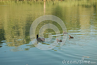 Baby coots and their mother Stock Photo