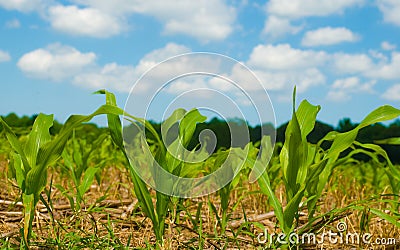 Baby Corn Shoots Stock Photo