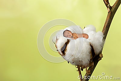 Baby in cotton ball Stock Photo