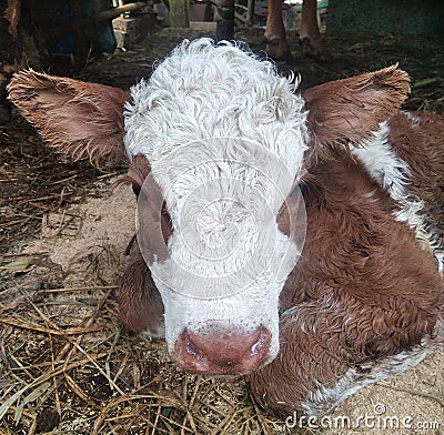 Baby cow wakes up after birth Stock Photo