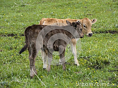 Baby Cows in Kalajun Grassland Stock Photo