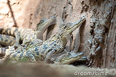 Baby crocodile Stock Photo