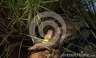 Baby crocodile resting Stock Photo