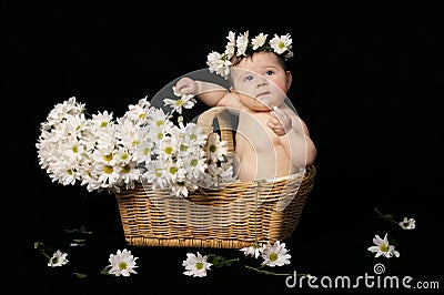 Baby in daisies Stock Photo