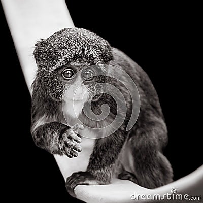 Baby De Brazza`s Monkey VII Stock Photo