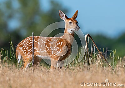 Baby Deer Exploring the Prairie Stock Photo