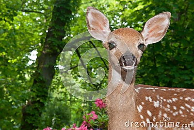 Baby Deer Stock Photo