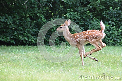 Baby deer in summer, Bambi Stock Photo