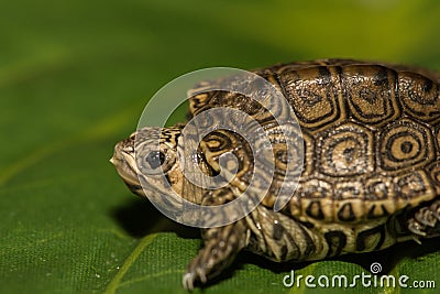 Baby Diamondback Terrapin Stock Photo