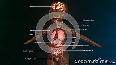 Baby Digestive System Anatomy Stock Photo