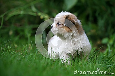 Baby dog Stock Photo