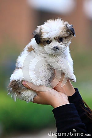 Baby dog in the hands Stock Photo