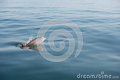 Baby dolphin calf jumping sea ocean emerging Stock Photo