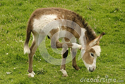 Baby Donkey Stock Photo