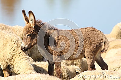 Baby donkey in a flock of sheep Stock Photo