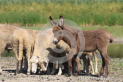 Baby donkey and a flock of sheep in the pasture Stock Photo