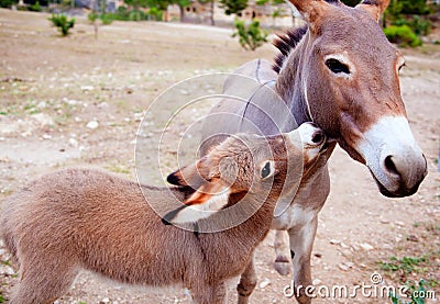 Baby donkey mule with mother Stock Photo