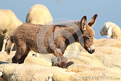 Baby donkey walk in a flock of sheep Stock Photo