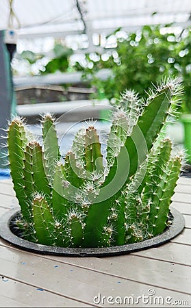 Baby dragon fruit tree Stock Photo