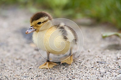 Baby duck Stock Photo